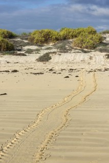 Tracks of a Green Sea Turtle or Pacific Green Turtle (Chelonia mydas japonica) on the beach