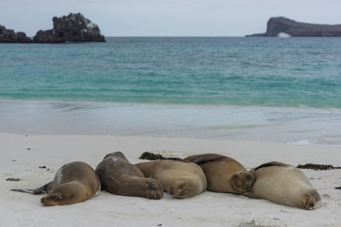 Sleeping Galapagos Sea Lions (Zalophus wollebaeki)