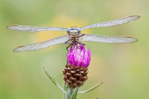 Western Clubtail (gomphus pulchellus) perched on Brown Knapweed (Centaurea jacea)