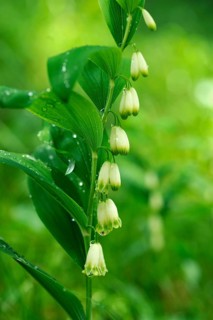 Solomon's Seal