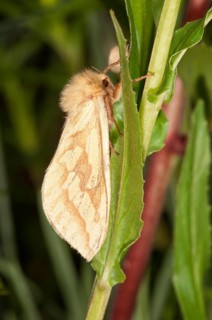 Ghost Moth or Ghost Swift (Hepialus humuli) at rest