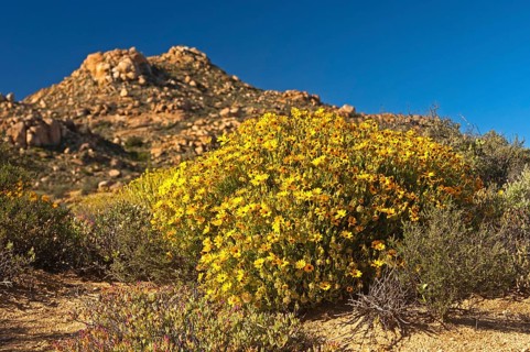 Yellow flowers of the Skaapbos Shrub