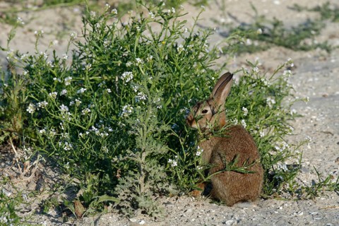 Feral Domestic Rabbit (Oryctolagus cuniculus forma domestica)