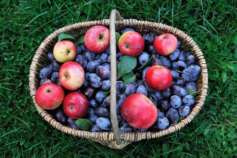 Freshly picked plums and apples in a basket on a meadow