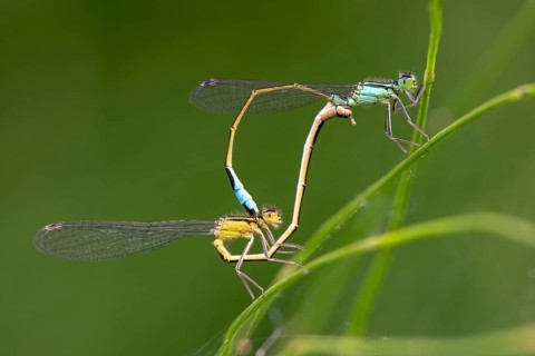 Blue-tailed damselflies (Ischnura elegans)