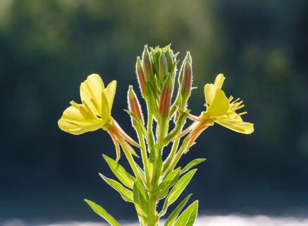Common evening primrose (Oenothera biennis)
