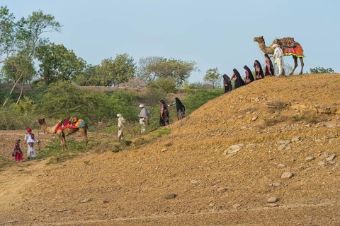 Rabari tribe people walking in the desert with a dromedary