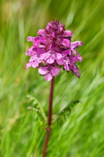 Verticillate lousewort (Pedicularis verticillata)
