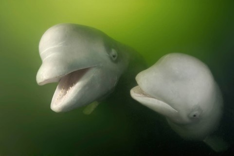 Beluga whales (Delphinapterus leucas)