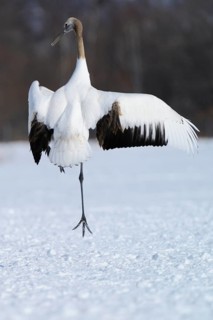Red-crowned Crane
