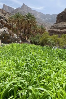 Oasis with date palms and green fields