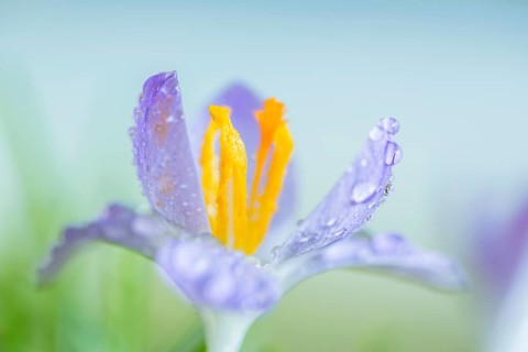 Crocus species (Crocus tommasinianus)