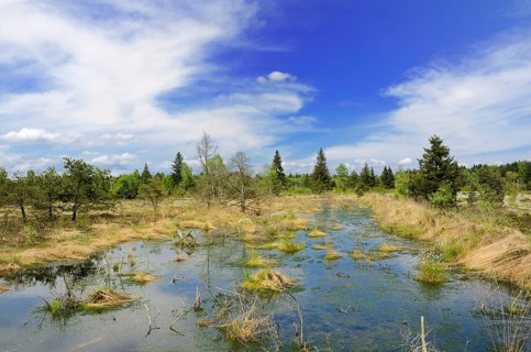 Flooded bog with Peat Moss (Sphagnum sp.) and dead pines