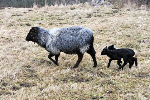 Pomeranian Coarsewool Sheep or Pomeranian Sheep