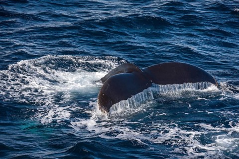 Fluke of a Humpback Whale (Megaptera novaeangliae)