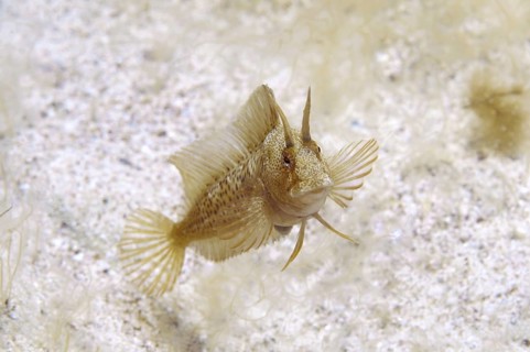 Tentacled Blenny (Parablennius tentacularis)