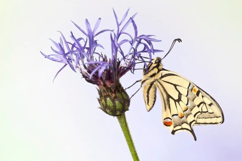 Old World Swallowtail (Papilio machaon) butterfly on a cornflower