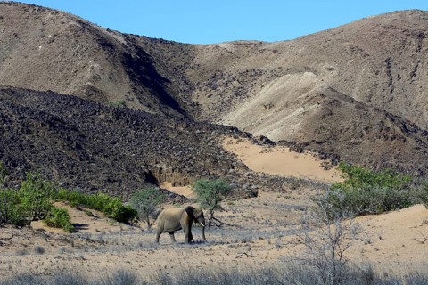 African Elephant (Loxodonta africana)