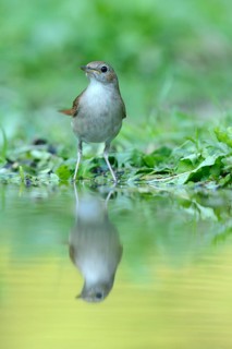 Nightingale (Luscinia megarhynchos) with its reflection in the water