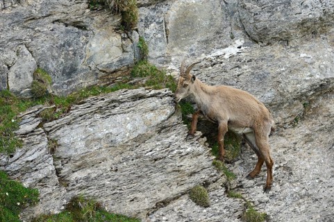Alpine Ibex (Capra ibex) climbing a steep rock face