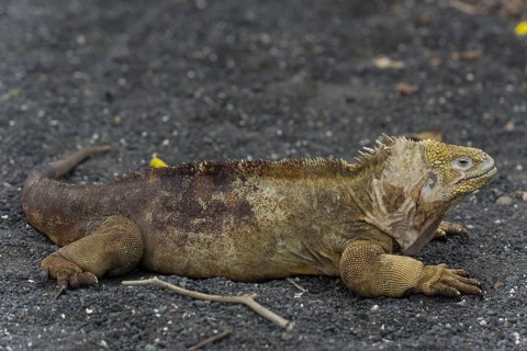 Galapagos Land Iguana (Conolophus subcristatus)