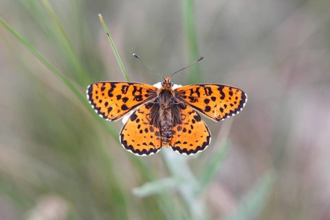 Spotted Fritillary (Melitaea didyma)
