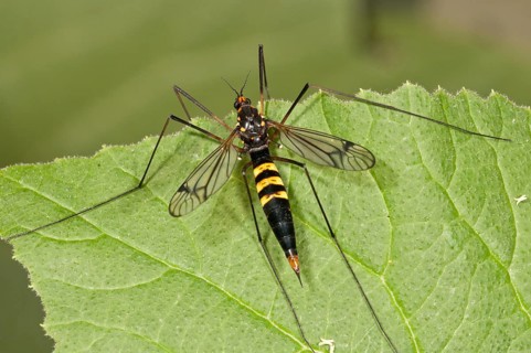 True Crane Fly (Ctenophora sp.)