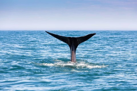 Fluke of a Sperm Whale (Physeter macrocephalus) while diving