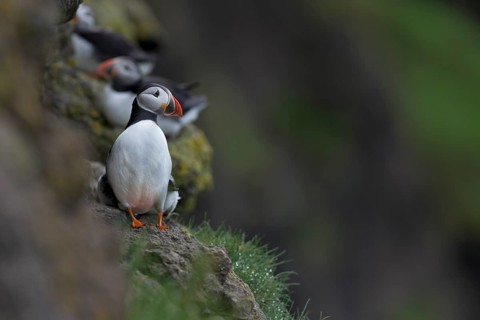 Puffin (Fratercula arctica)