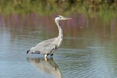 Grey Heron (Ardea cinerea)