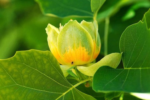 Tulip Tree (Liriodendron tulipifera)