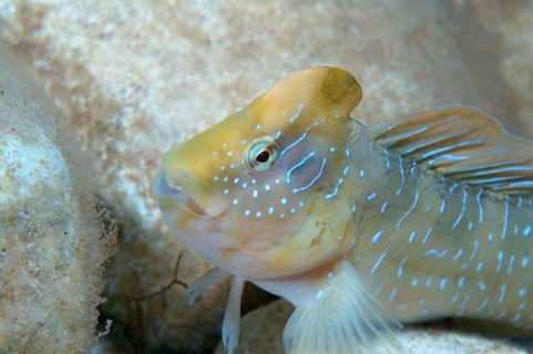 Peacock Blenny (Salaria pavo)