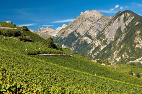Viticulture terraces