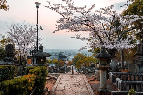 Japanese Temple with Cemetery of Cherry Blossom