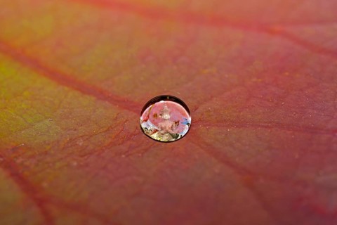 Buddha statue reflected in a drop of water on a lotus leaf