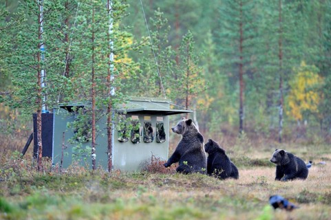 Brown Bears (Ursus arctos)