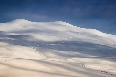 Animal track in the snow