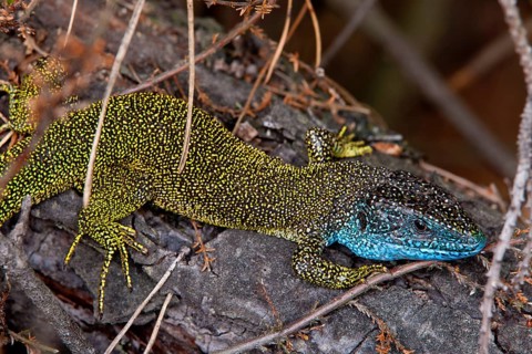 Eastern Green Lizard (Lacerta viridis)