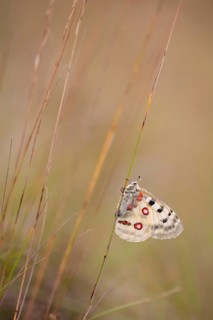 Apollo or Mountain Apollo (Parnassius apollo) butterfly sitting on a stalk