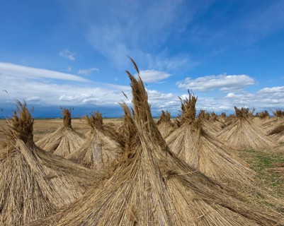 Reed put up for drying