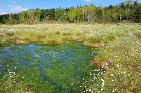 Flooded bog with blooming Hare's-tail Cottongrass