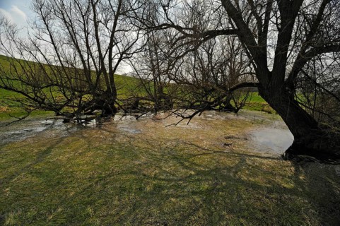 Old willow trees (Salix) at a dead ice kettle hole