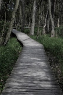 Boardwalk through the forest