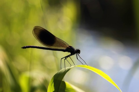 Beautiful Demoiselle (Calopteryx virgo)