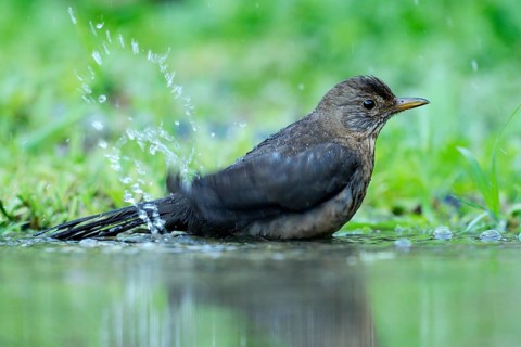 Young Blackbird (Turdus merula) bathing in a puddle