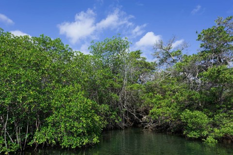 Sea channel overgrown with mangroves