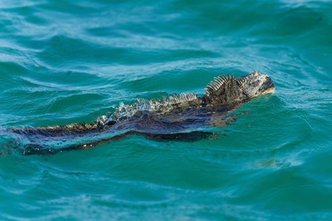 Marine Iguana (Amblyrhynchus cristatus) swimming in the sea