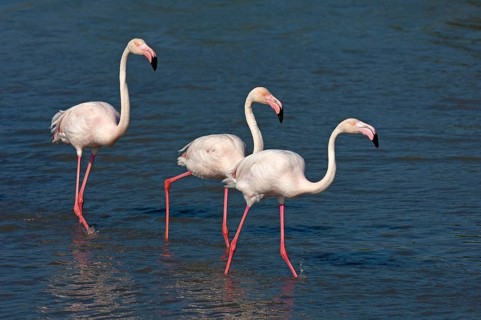 Greater Flamingos (Phoenicopterus roseus) wading in water