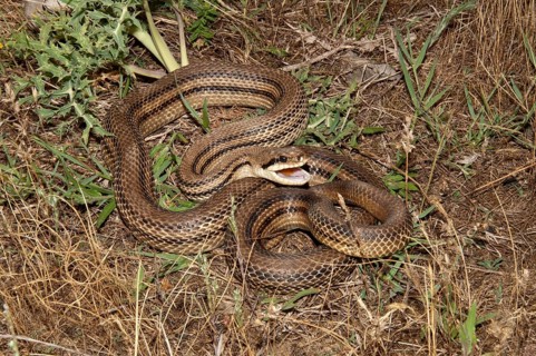 Four-lined Snake (Elaphe quatorlineata) in a defensive position