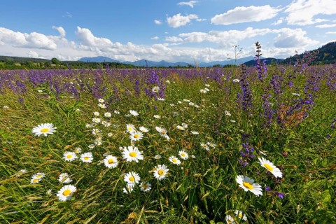 Flower meadow with Daisies (Leucanthemum) and Meadow Sage (Salvia pratensis)